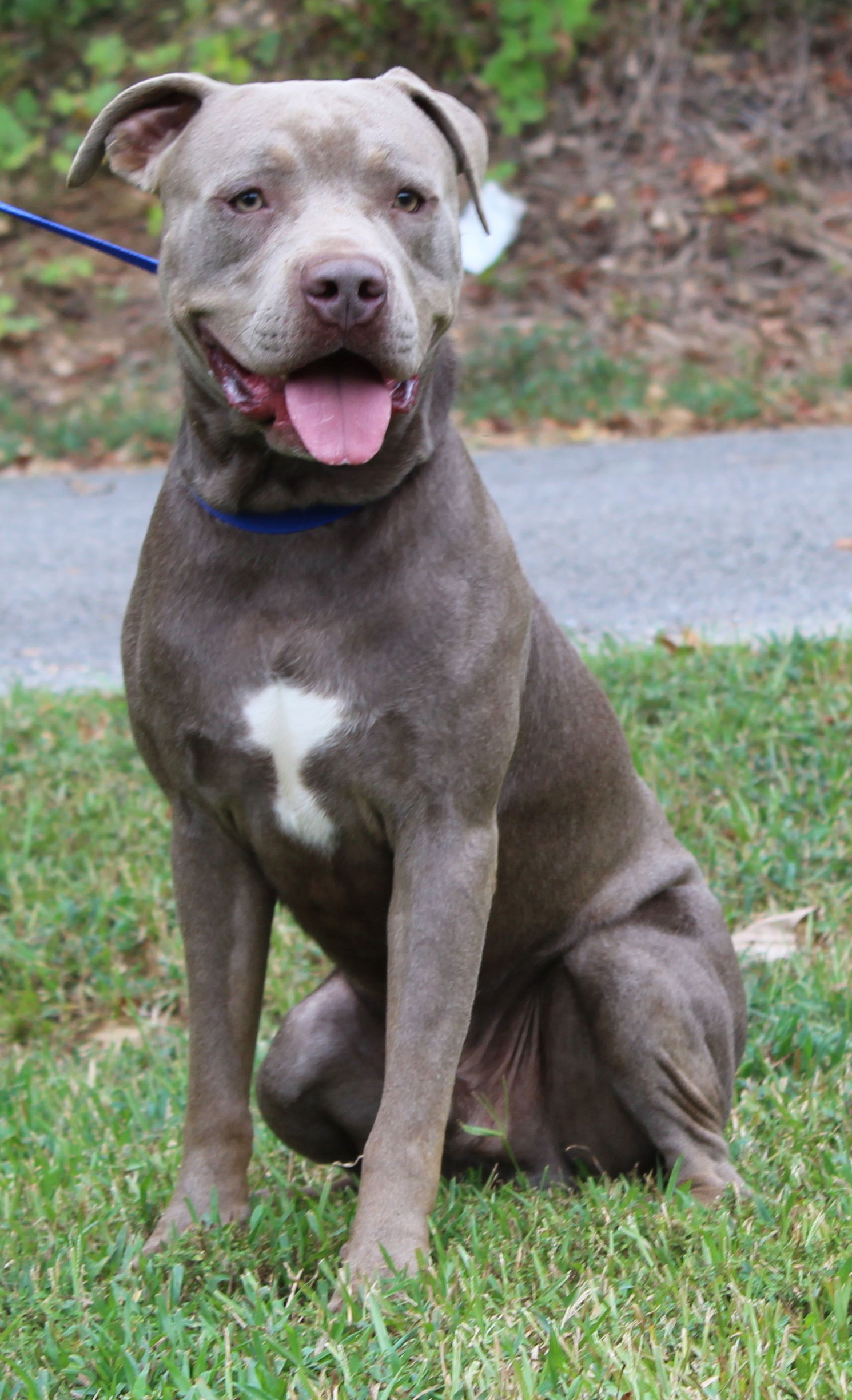 adoptable Dog in Prattville, AL named Brody 40295