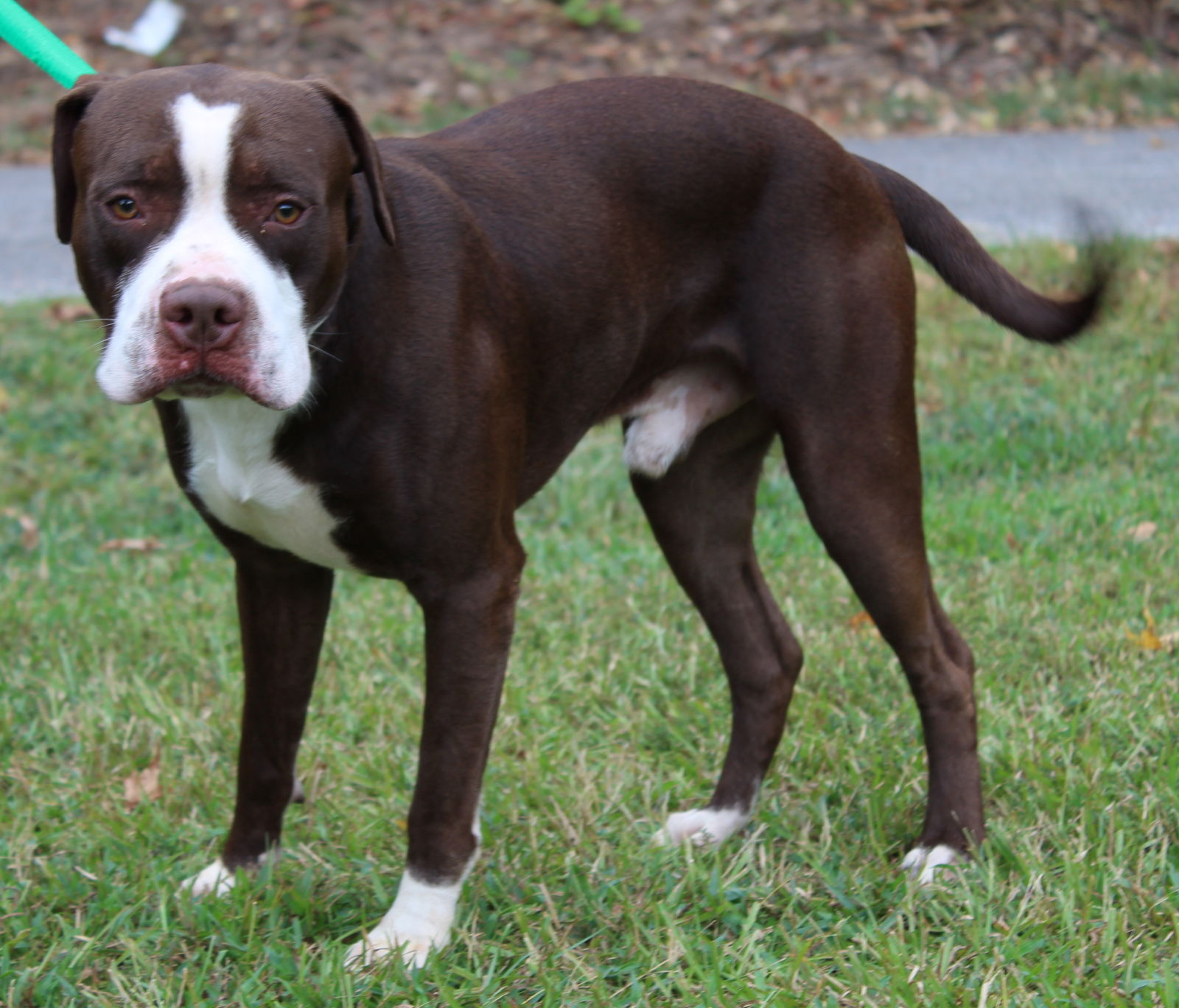 adoptable Dog in Prattville, AL named Stefan 40296