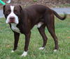 adoptable Dog in , AL named Stefan 40296