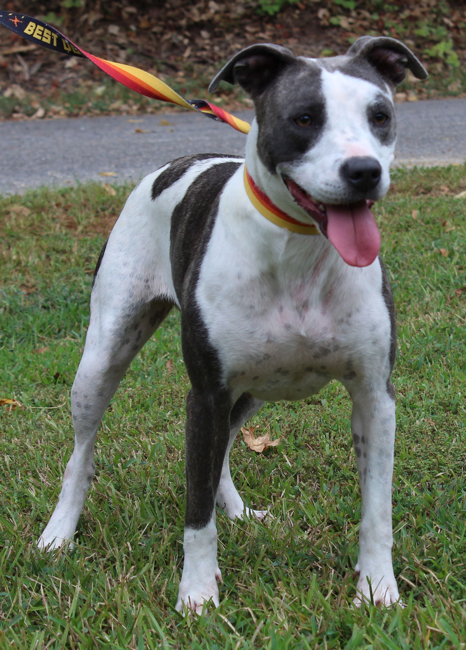 adoptable Dog in Prattville, AL named Natalie 40401