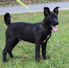 adoptable Dog in , AL named Monty 40382