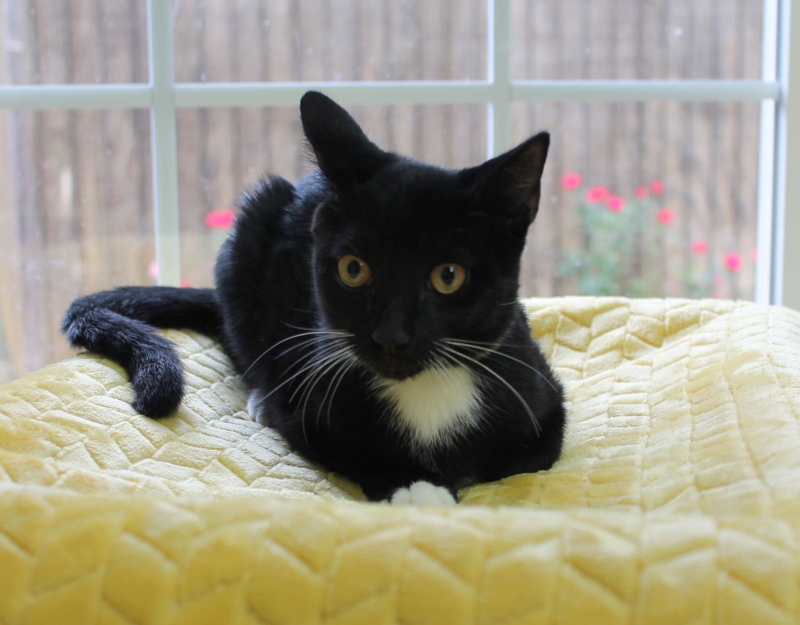 adoptable Cat in Prattville, AL named Salem - 40444