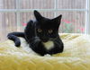 adoptable Cat in , AL named Salem - 40444