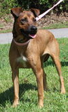 adoptable Dog in  named Millie 40486