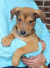 adoptable Dog in prattville, AL named Aspen 40462