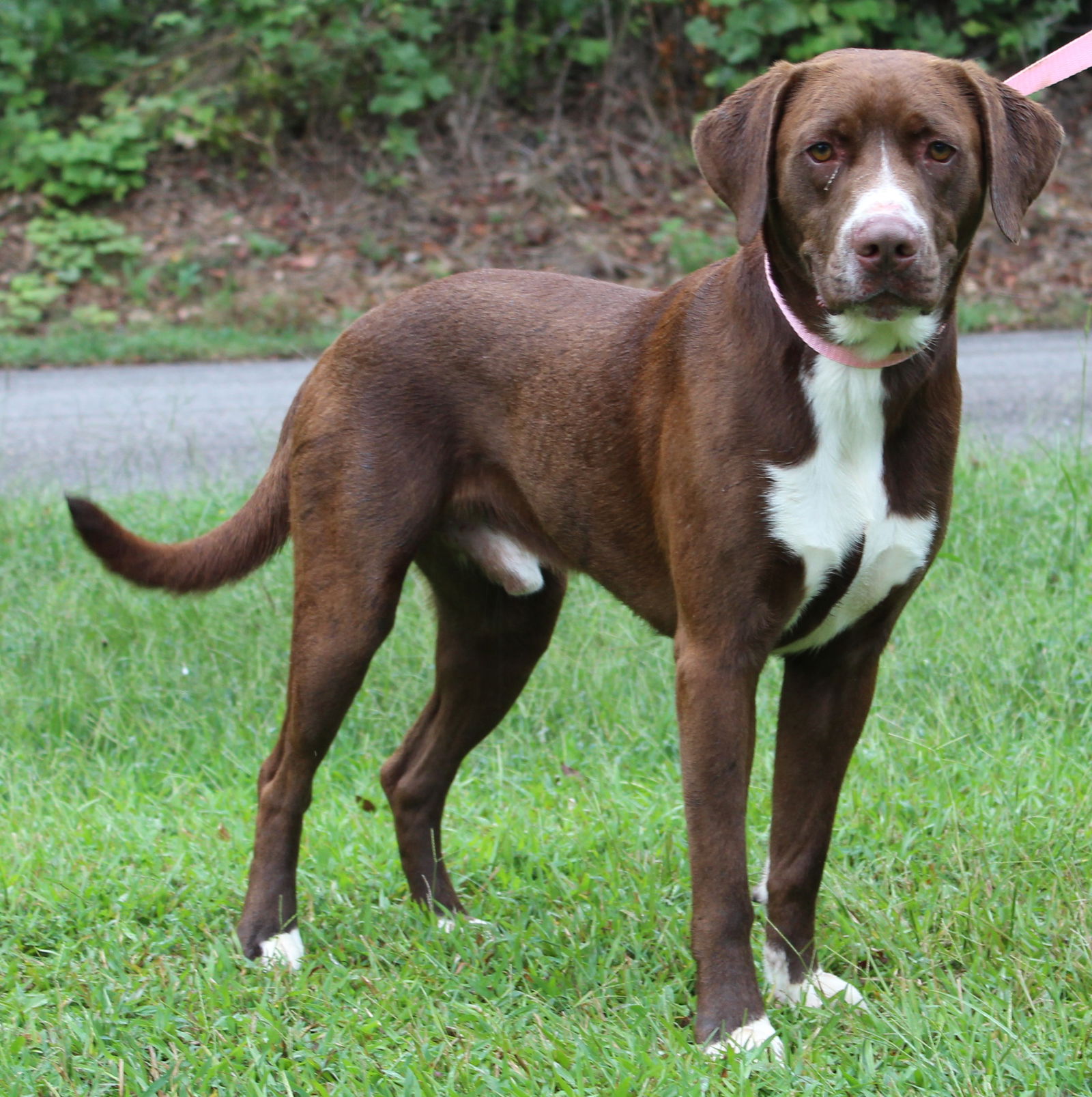 adoptable Dog in Prattville, AL named Benji 40549