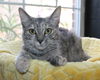 adoptable Cat in prattville, AL named Dooley - 40535