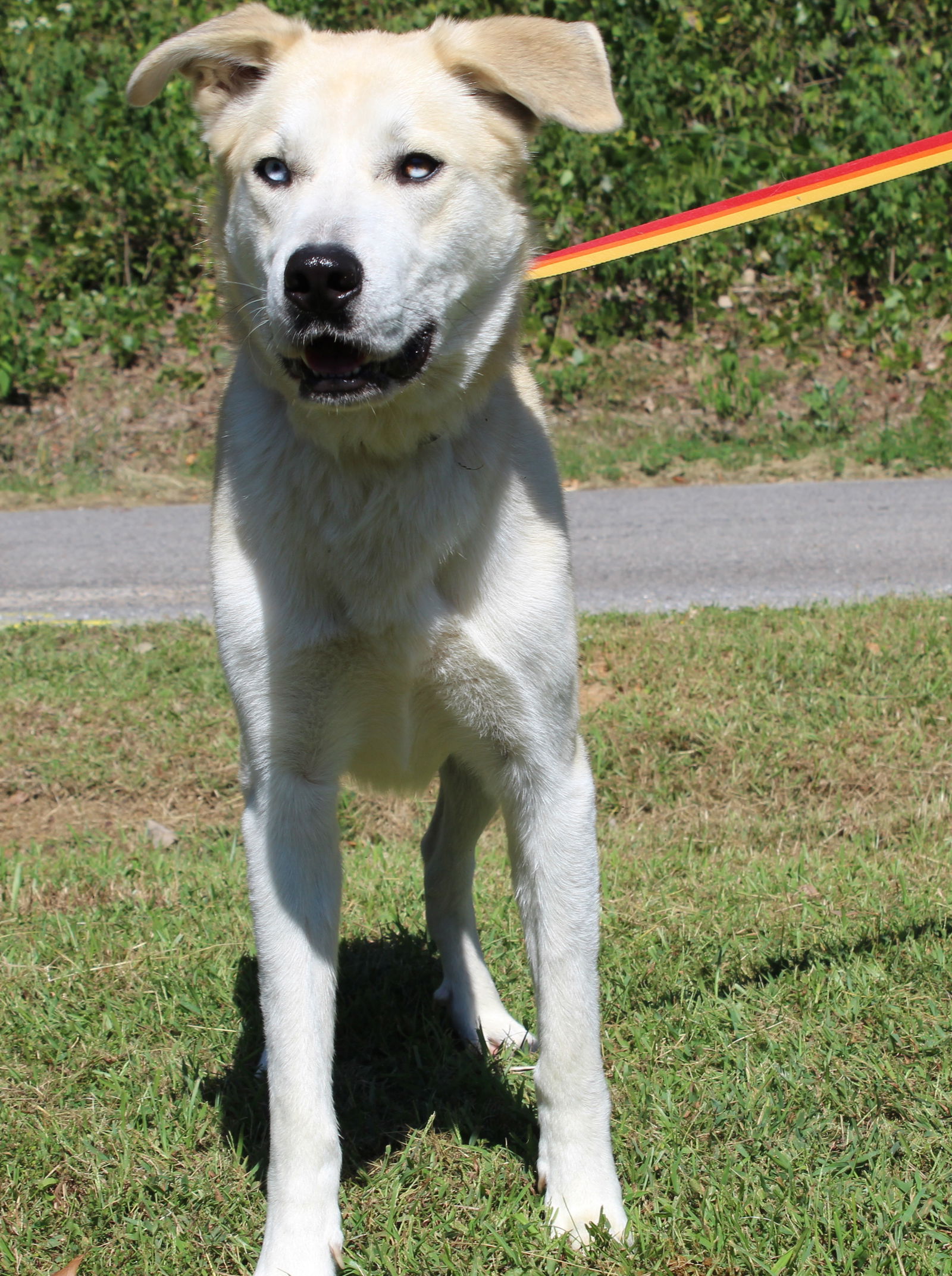 adoptable Dog in Prattville, AL named Blue (Boo Boo) 40554