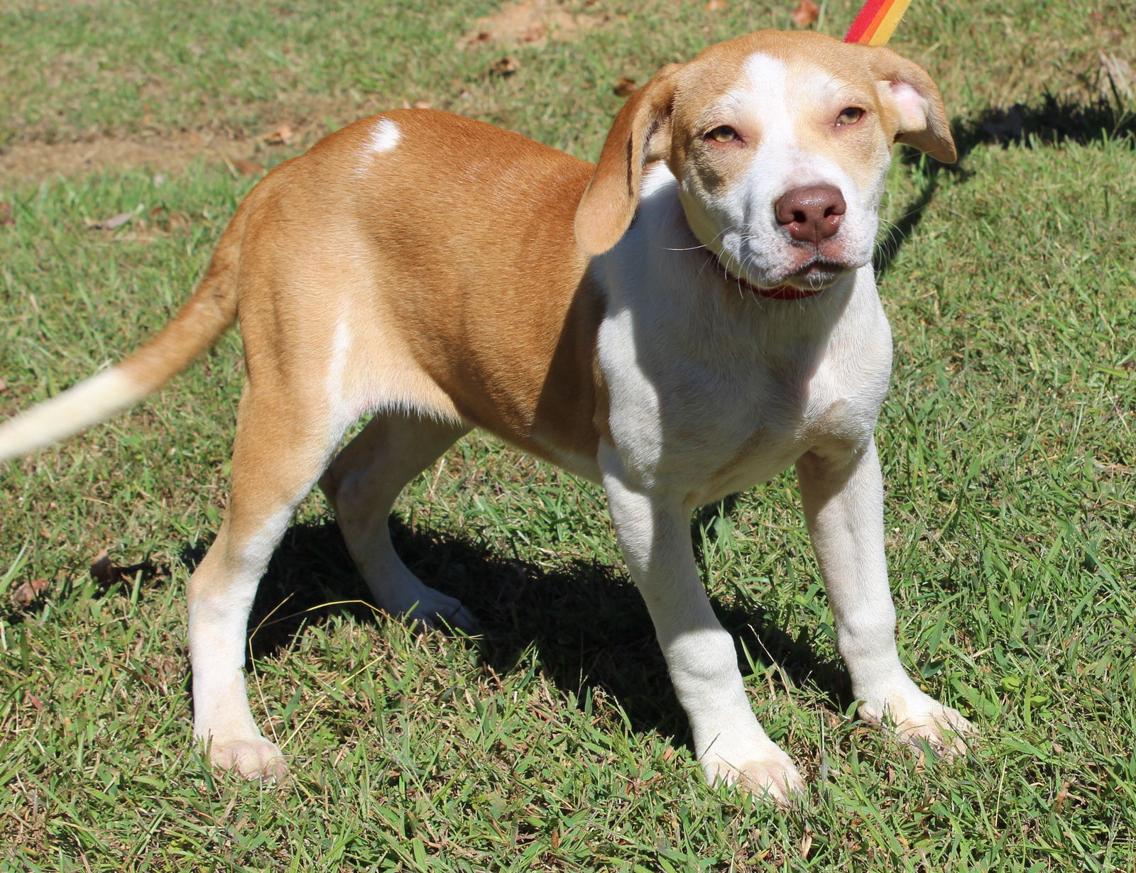 adoptable Dog in Prattville, AL named Birdie 40411