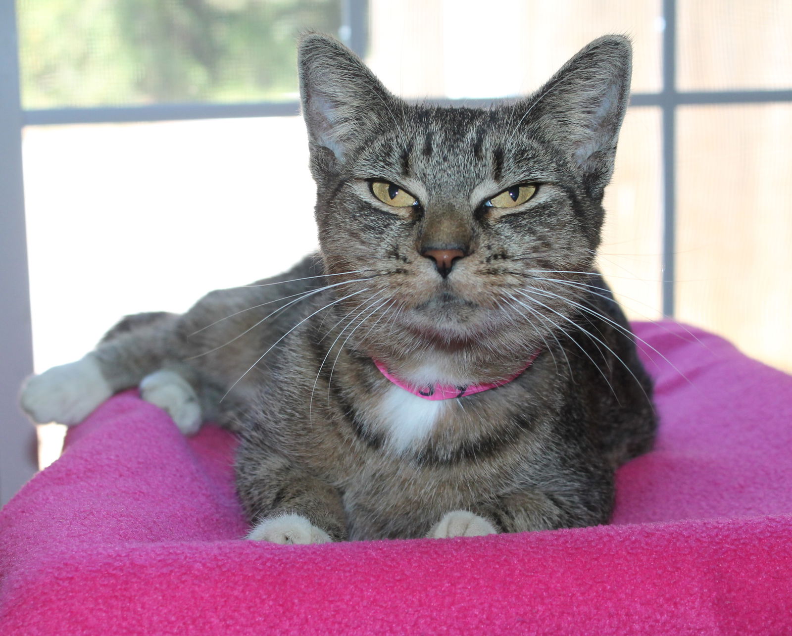 adoptable Cat in Prattville, AL named Gypsy - 40539