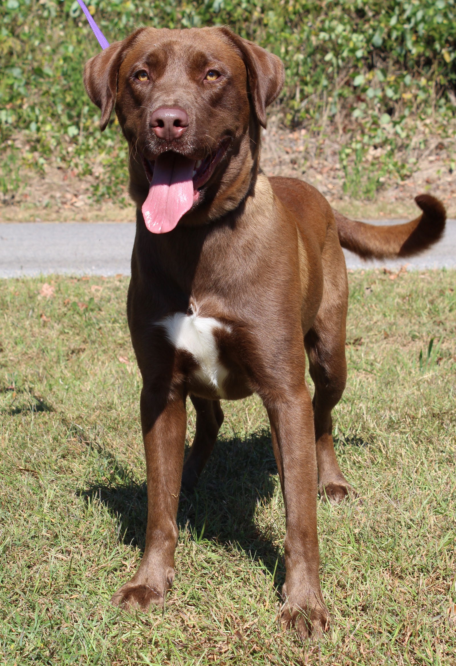 adoptable Dog in Prattville, AL named Armstrong 40550