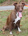 adoptable Dog in  named Lanie 40730