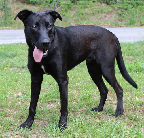 Sirius 41343, an adoptable Black Labrador Retriever in Prattville, AL