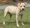 adoptable Dog in  named Jet 41511