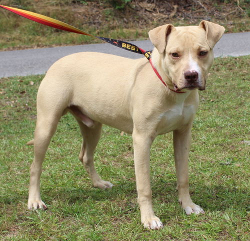 picture of the dog needing adoption