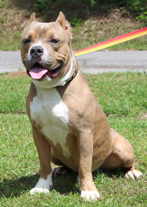 picture of the dog needing adoption
