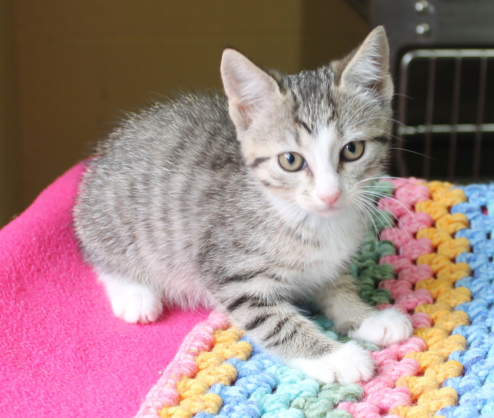 adoptable Cat in Prattville, AL named Nova - 41743