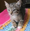 adoptable Cat in  named Mars - 41745