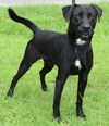 adoptable Dog in  named Colby 41735