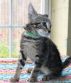 adoptable Cat in  named Willow - 41756
