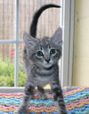 adoptable Cat in  named Hunter - 41474