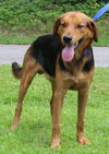 adoptable Dog in  named Grin 41719