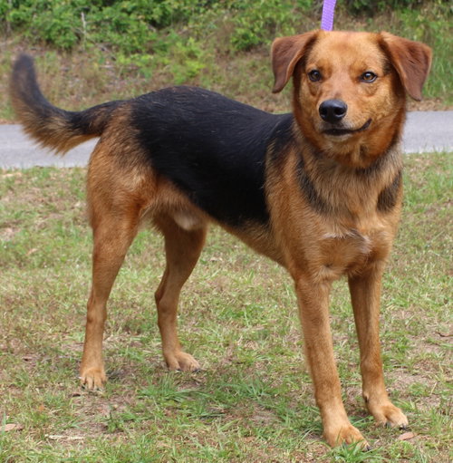 Grin 41719, an adoptable Shepherd in Prattville, AL