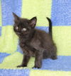 adoptable Cat in  named Brian - 41942