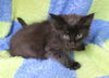 adoptable Cat in  named Danny - 41943