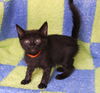 adoptable Cat in  named Reeses - 41944