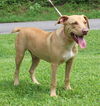 adoptable Dog in  named Leonard 41907
