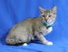 adoptable Cat in  named Honeybun - 41825