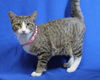 adoptable Cat in  named Kit Kat - 41833