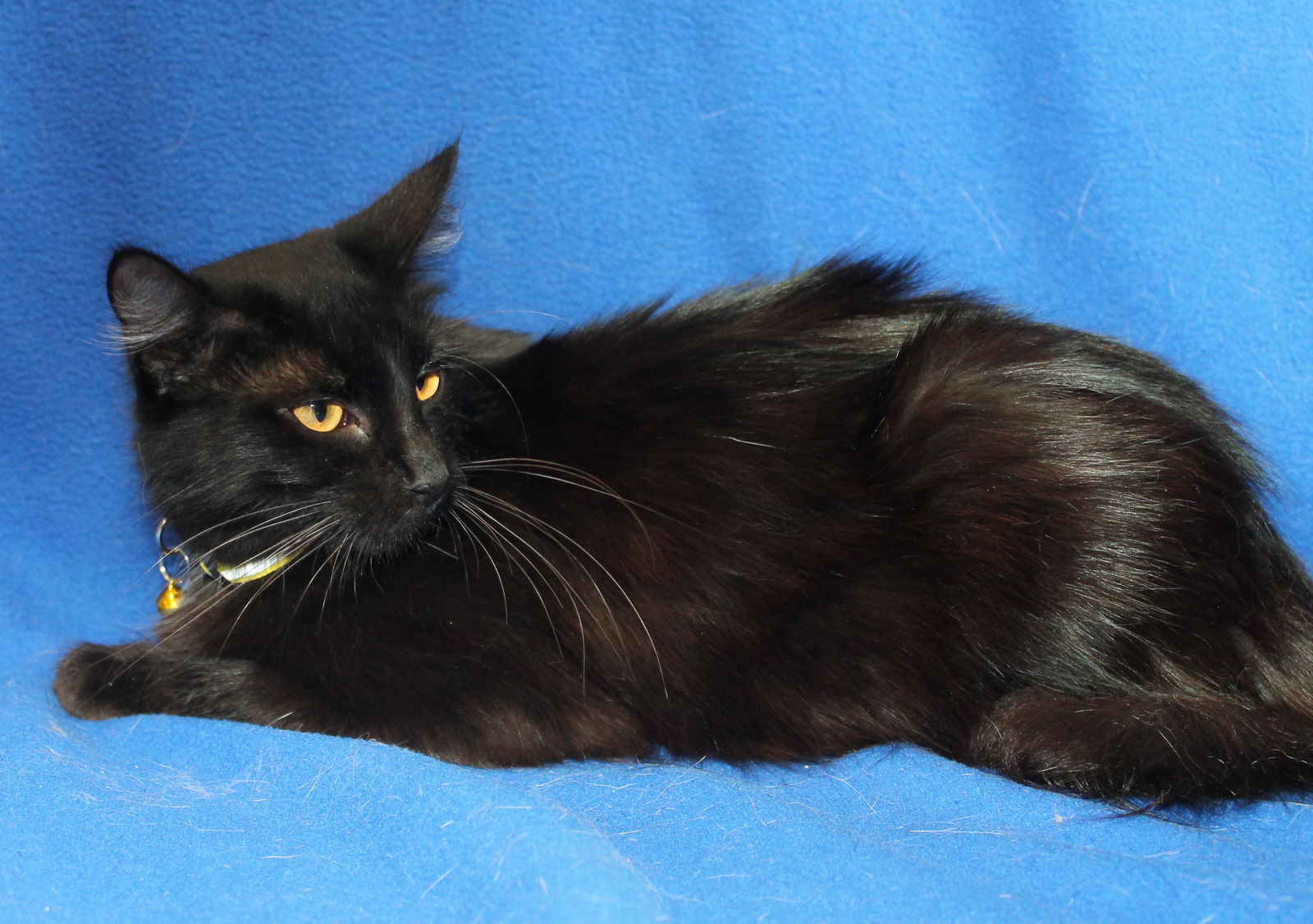 adoptable Cat in Prattville, AL named Penny - 41940