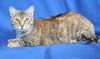 adoptable Cat in  named June - 41972
