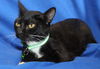 adoptable Cat in , AL named Gerdie - 41960