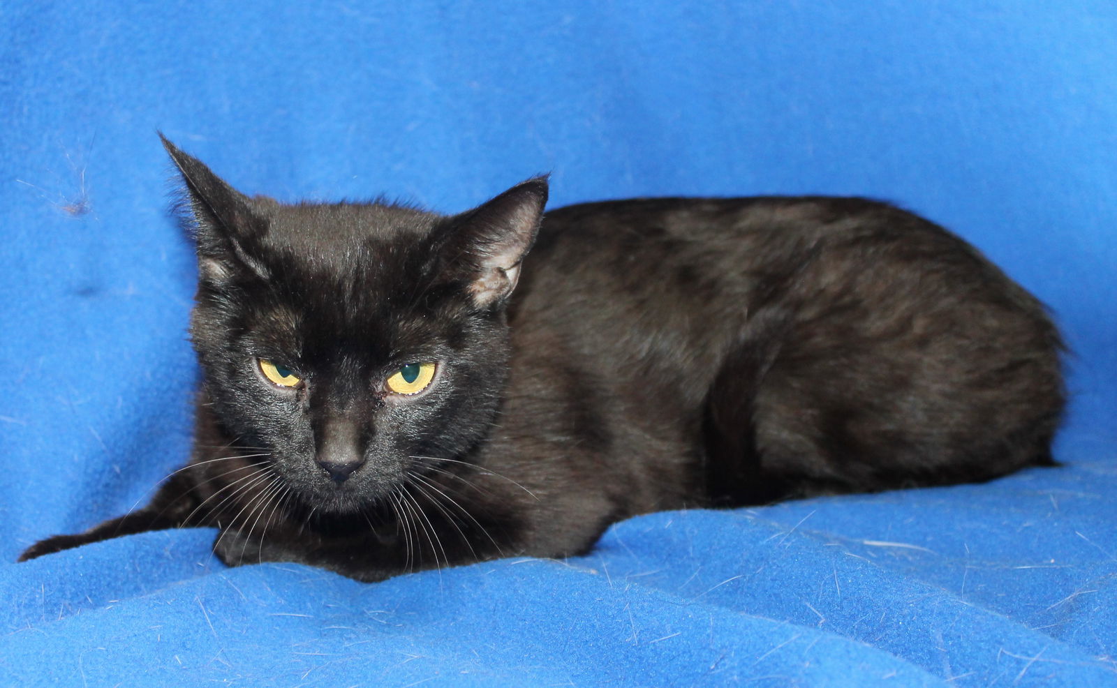 adoptable Cat in Prattville, AL named Momma Cat - 41973