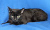 adoptable Cat in , AL named Momma Cat - 41973