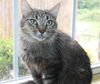 adoptable Cat in  named Zoey - 41928