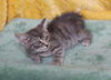 adoptable Cat in  named Barium - 41863