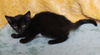 adoptable Cat in , AL named Dog - 41988