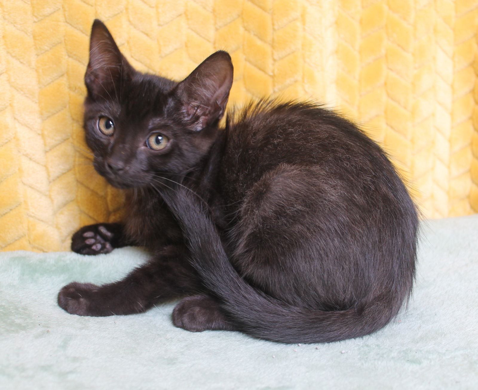 adoptable Cat in Prattville, AL named Pecan - 41997