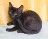 adoptable Cat in , AL named Pecan - 41997