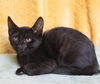 adoptable Cat in , AL named Michael - 42031