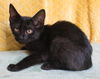 adoptable Cat in , AL named Kiara - 42030