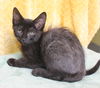 adoptable Cat in , AL named Miller - 42032