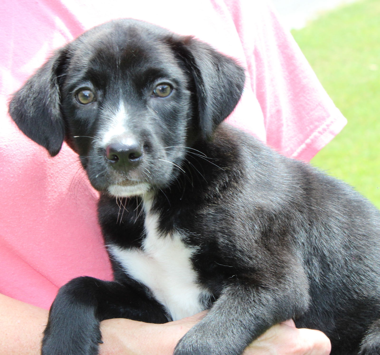 adoptable Dog in Prattville, AL named Scout 41956
