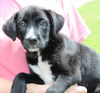 adoptable Dog in  named Scout 41956