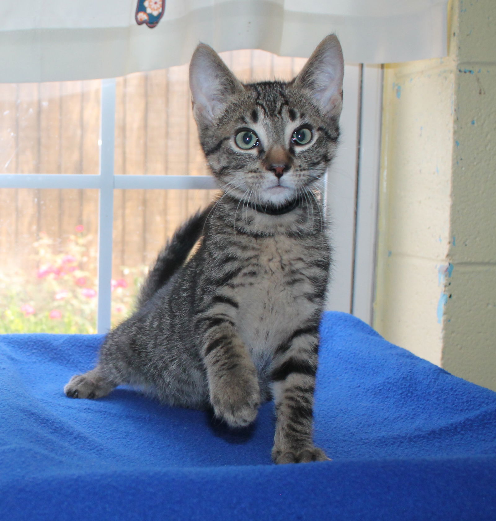 adoptable Cat in Prattville, AL named Knight - 41737