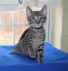 adoptable Cat in  named Knight - 41737